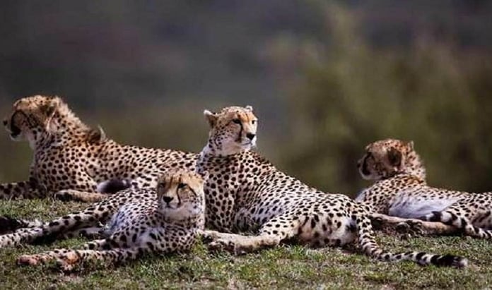 MP: Cheetah Project Steering Committee formed after the death of six cheetahs in Kuno in two months
